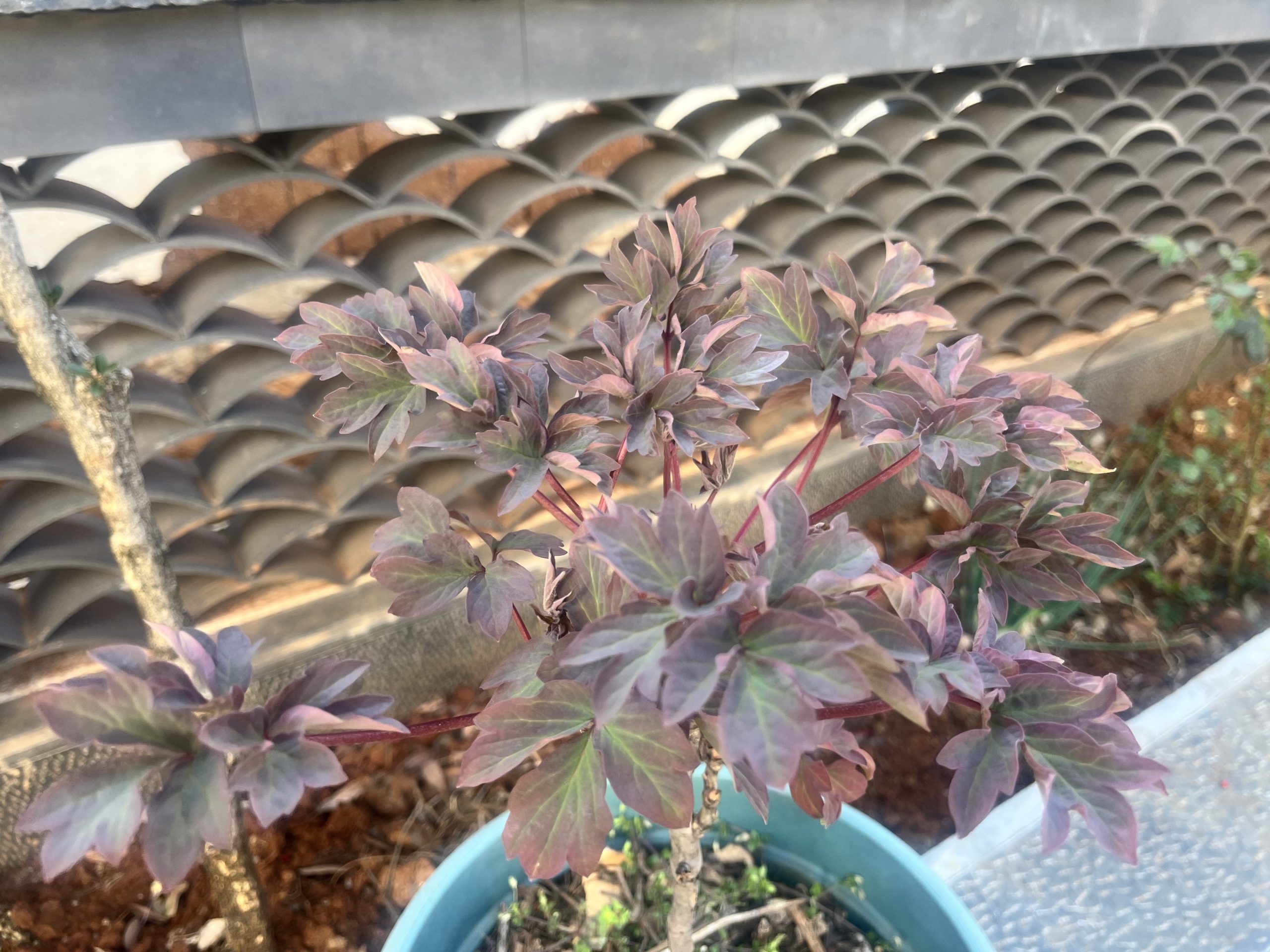 花图：拯救后的花草