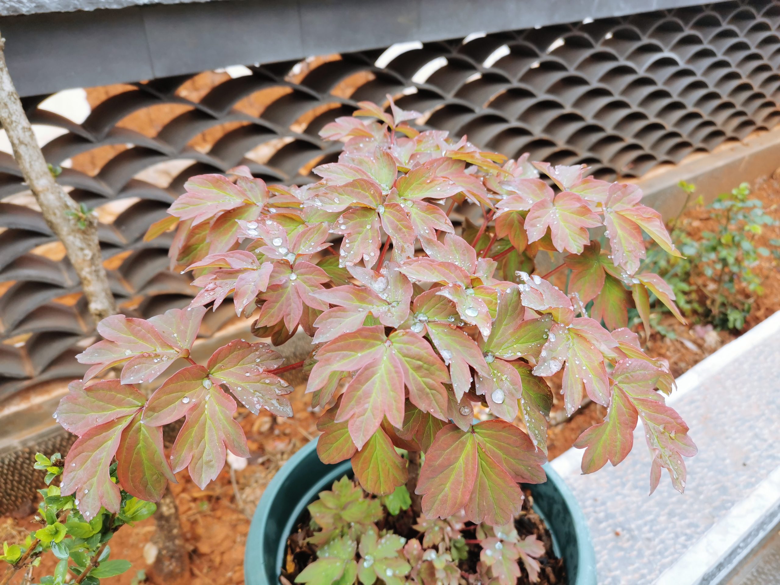 花图：牡丹 金银花 中华木绣球